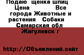 Подаю. щенка шпиц  › Цена ­ 27 000 - Все города Животные и растения » Собаки   . Самарская обл.,Жигулевск г.